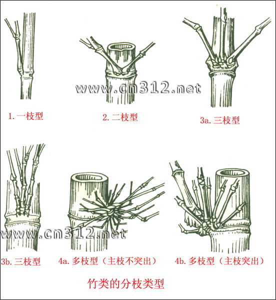 竹类分枝类型