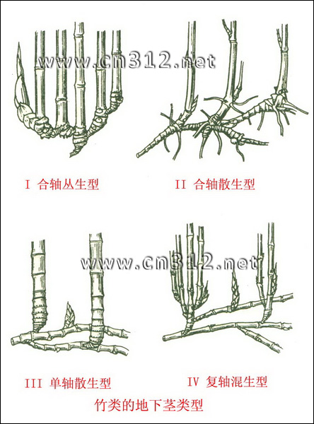 竹类植物地下茎类型
