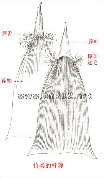 竹类植物秆箨的构造